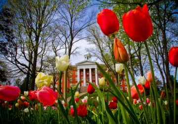 Wittenberg University tulip garden in front of campus